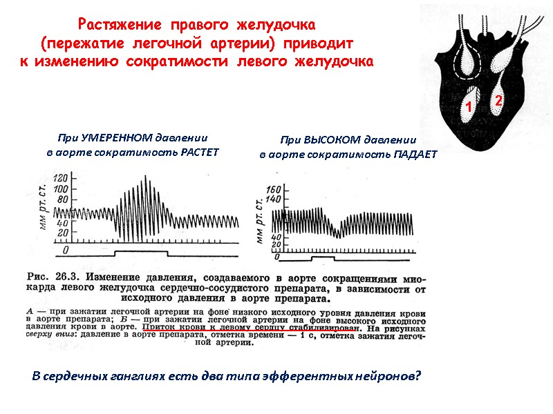 При УМЕРЕННОМ давлении  в аорте сократимость РАСТЕТ В сердечных ганглиях есть два типа